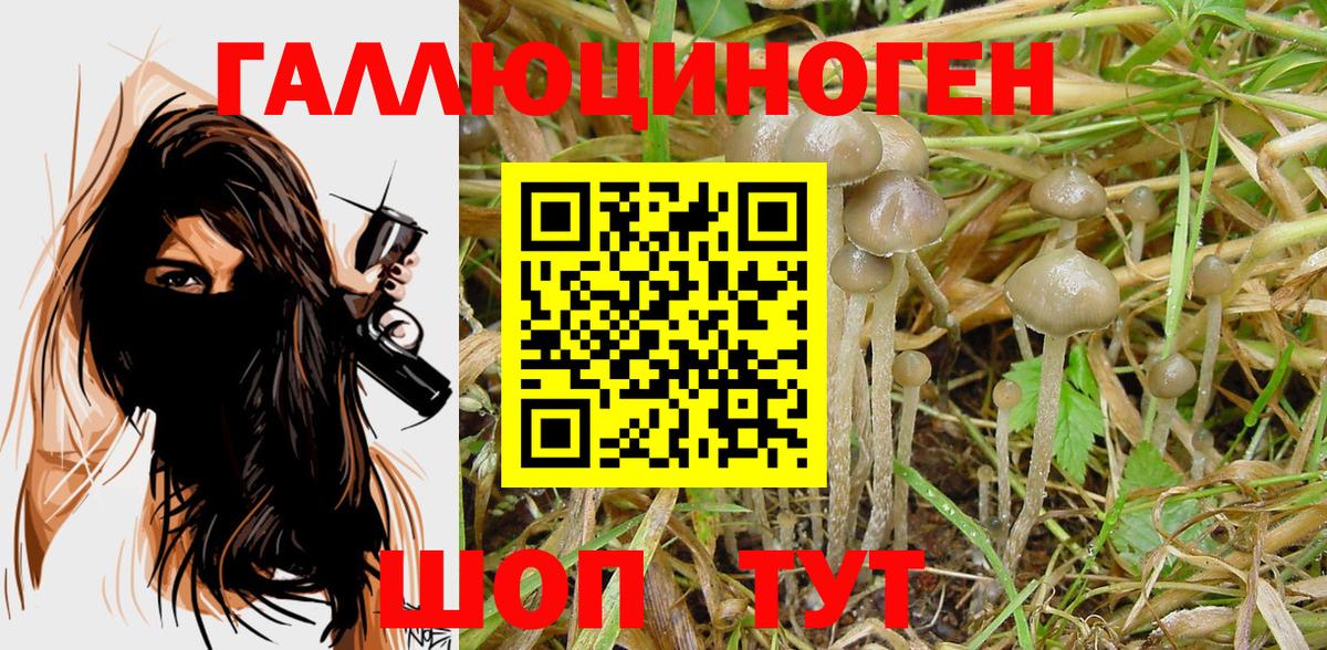 Псилоцибиновые грибы мицелий Александров